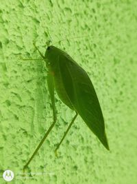 Close-up of insect on leaf