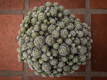 Close-up of potted plant against wall