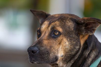 Close-up of dog