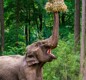 Elephant in a forest