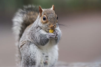 Close-up of squirrel eating food