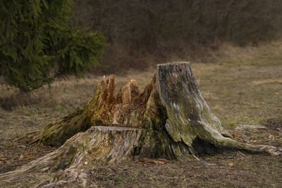 Close-up of tree stump on landscape