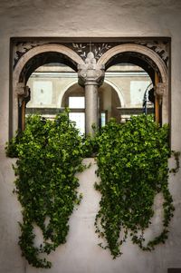 Plants in front of built structure
