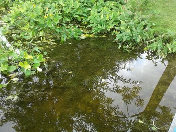 Reflection of trees in puddle