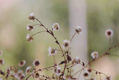 Close-up of flowering plant