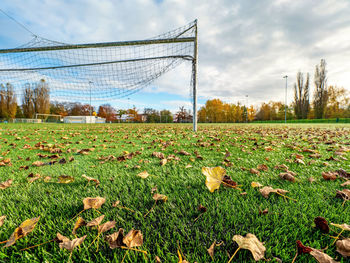 Soccer playground. green turf field for soccer without people is covered with yellow fallen leaves