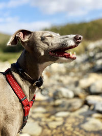 Close-up of a dog looking away