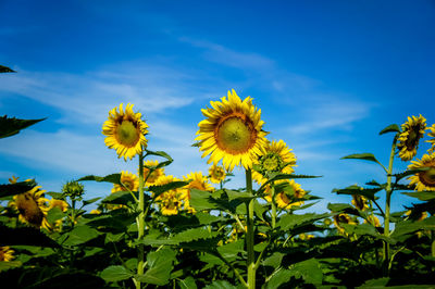 Close-up of yellow flowering plant against sky