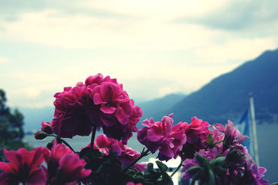 Close-up of pink flowering plants against sky