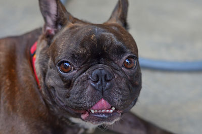 Close-up portrait of dog