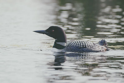 Water bird swimming in lake