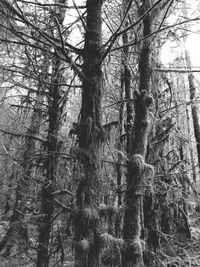 Low angle view of tree in forest