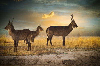 3 waterbucks on grassland