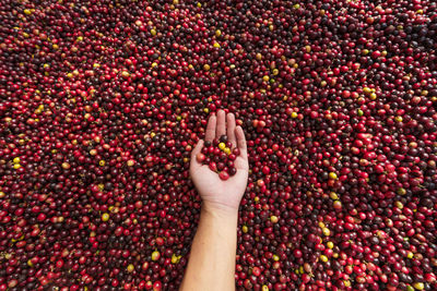 Cropped hand of woman holding coffee beans