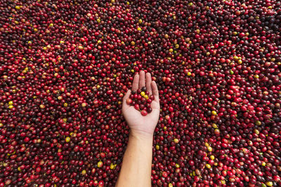 Low section of person holding fruits