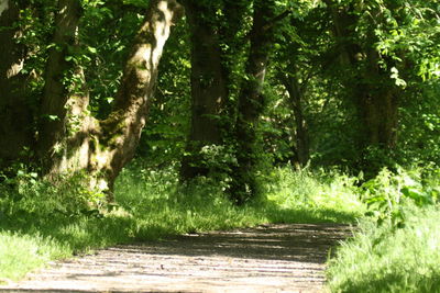 Footpath amidst trees in forest