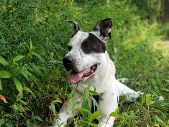 Portrait of dog on field