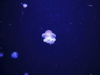 Close-up of jellyfish swimming in sea