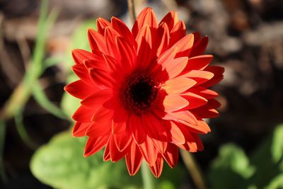 Close-up of red flower