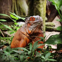 Close-up of a lizard