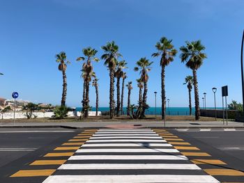 Palm trees by road against blue sky