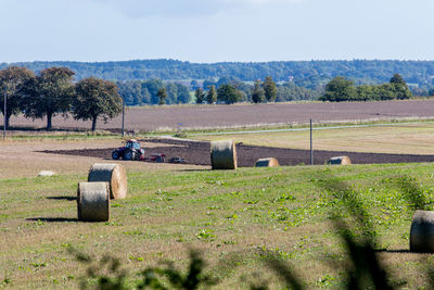 Trees on field