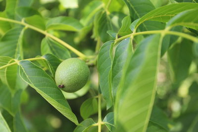 Close-up of fresh fruits on tree