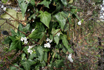 Close-up of white flowering plant