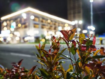 Close-up of illuminated plant at night