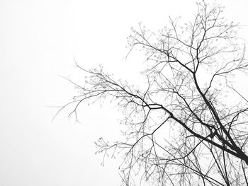 bare tree