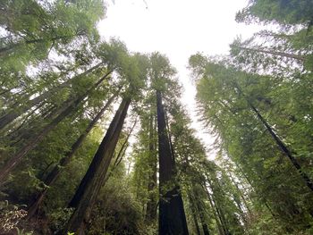 Low angle view of trees in forest