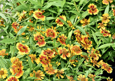 High angle view of flowering plants on field