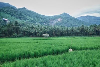 Scenic view of farm against sky