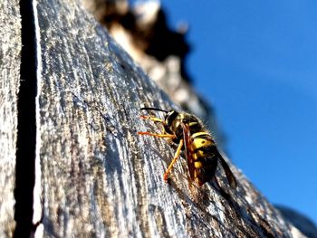 Close-up of bee on tree trunk