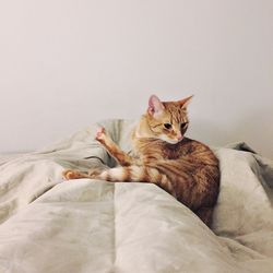 Portrait of cat relaxing on bed