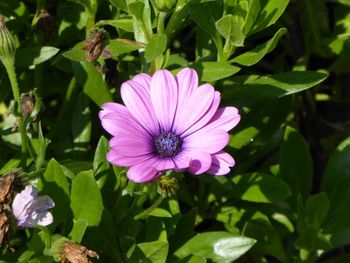 Close-up of pink flower blooming outdoors