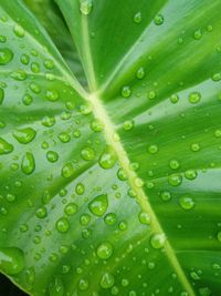 Macro shot of leaf with water drops