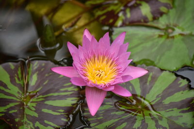 Close-up of lotus water lily in pond