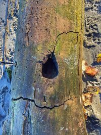 Full frame shot of weathered tree trunk