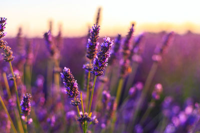 Close-up of purple flowering plant on field