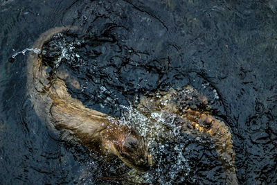 High angle view of water flowing through rocks