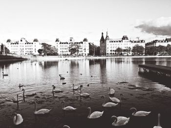 View of birds in water