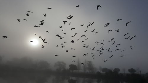 Low angle view of birds flying in sky