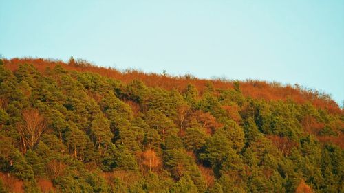 Scenic view of autumn trees against clear sky