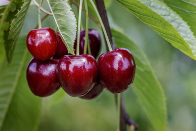 Red and sweet cherries on a branch just before harvest in early summer