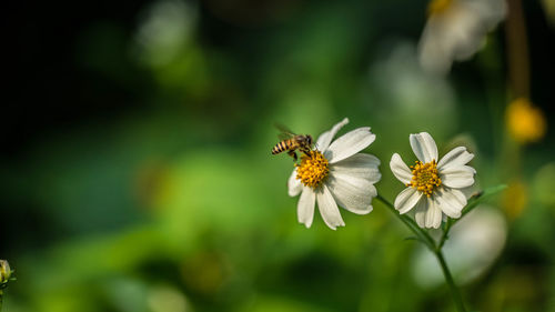 Close-up of bee pollinating on flower