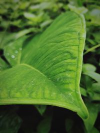 Close-up of wet plant leaves