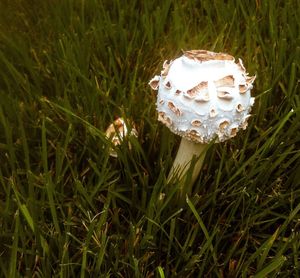 Plants growing on grassy field