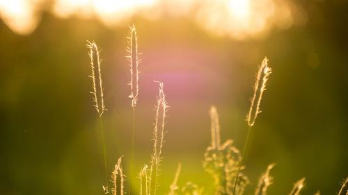 Close-up of plants against sky at night