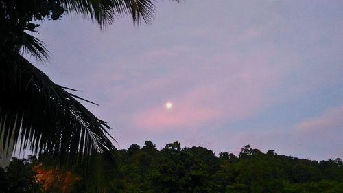 Low angle view of coconut palm trees against sky at sunset